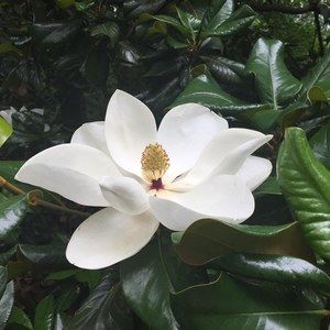 Meet your Posher, Maggie